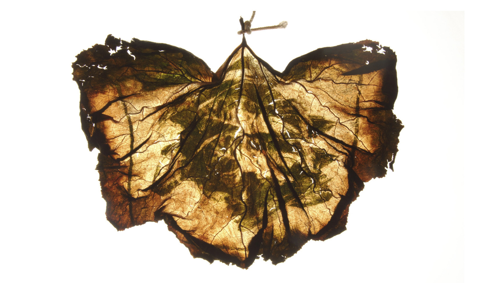 Espinaca sobre ahuyama